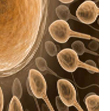 LOW SPERM COUNT LOW SPERM COUNT